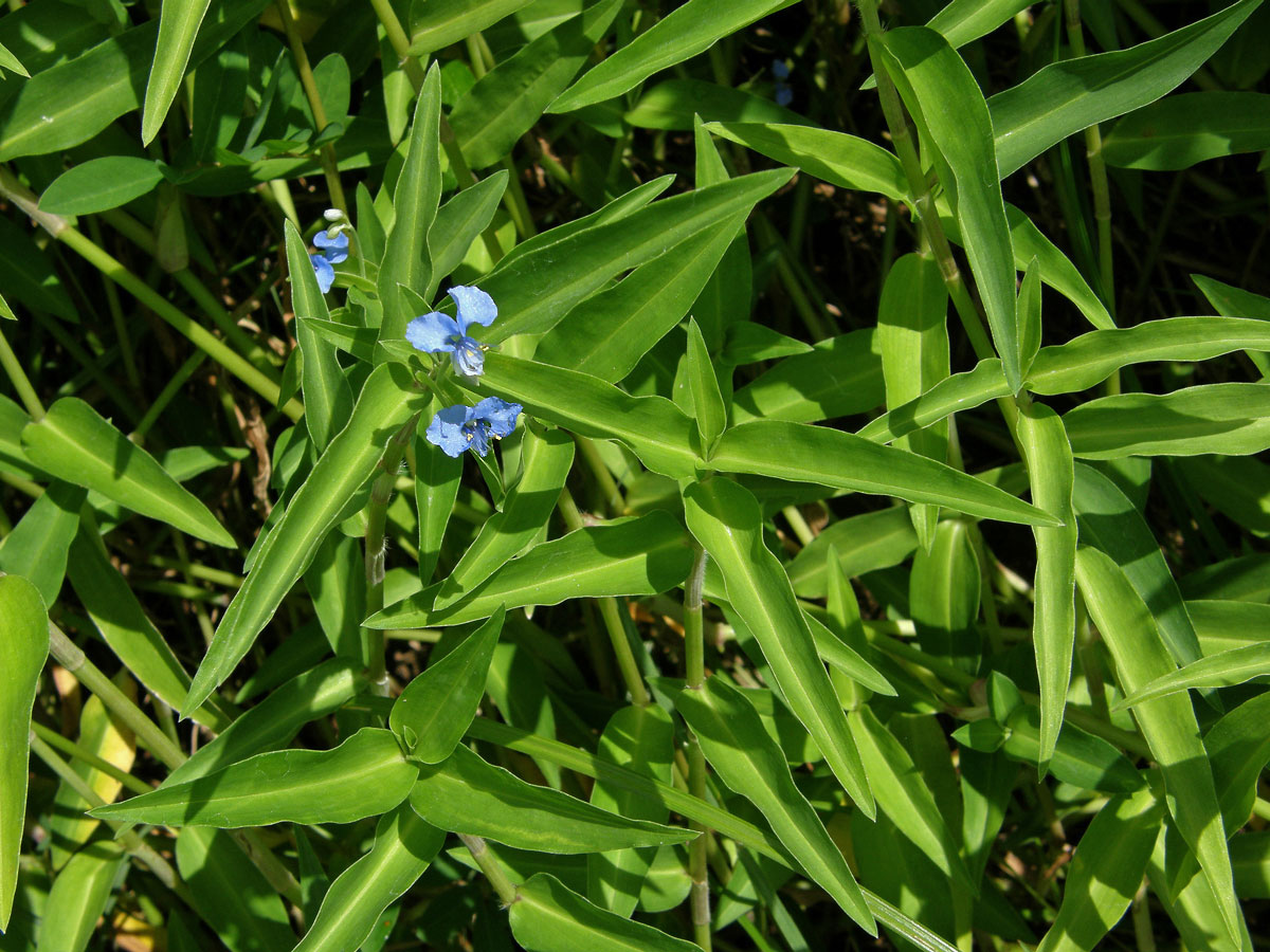 Křížatka (Commelina diffusa Burm. f.)