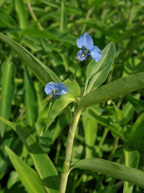 Křížatka (Commelina diffusa Burm. f.)