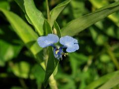 Křížatka (Commelina diffusa Burm. f.)