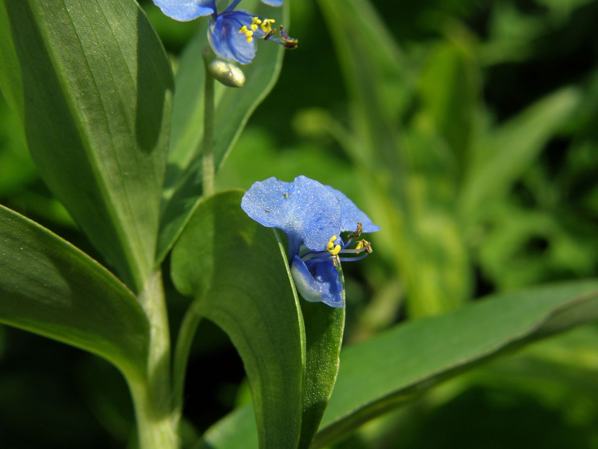 Křížatka (Commelina diffusa Burm. f.)