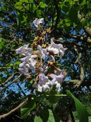 Pavlovnie plstnatá (Paulownia tomentosa (Thunb.) Steud.)