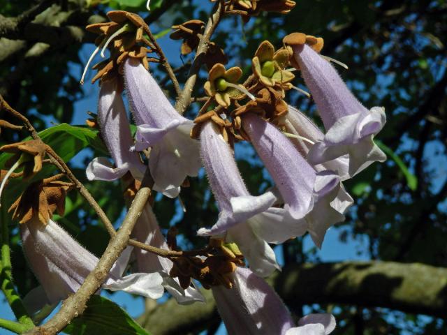 Pavlovnie plstnatá (Paulownia tomentosa (Thunb.) Steud.)