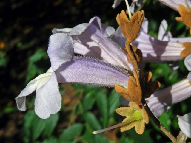 Pavlovnie plstnatá (Paulownia tomentosa (Thunb.) Steud.)