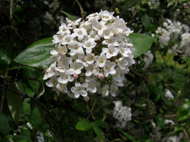 Kalina (Viburnum x burkwoodii Burkwood & Skipw.)