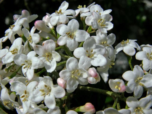 Kalina (Viburnum x burkwoodii Burkwood & Skipw.)