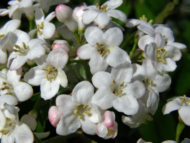 Kalina (Viburnum x burkwoodii Burkwood & Skipw.)