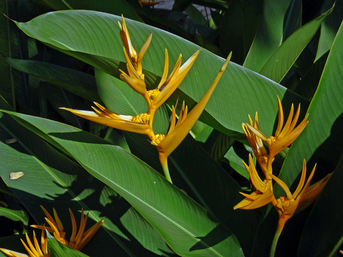 Helikonie (Heliconia psittacorum L. f.)