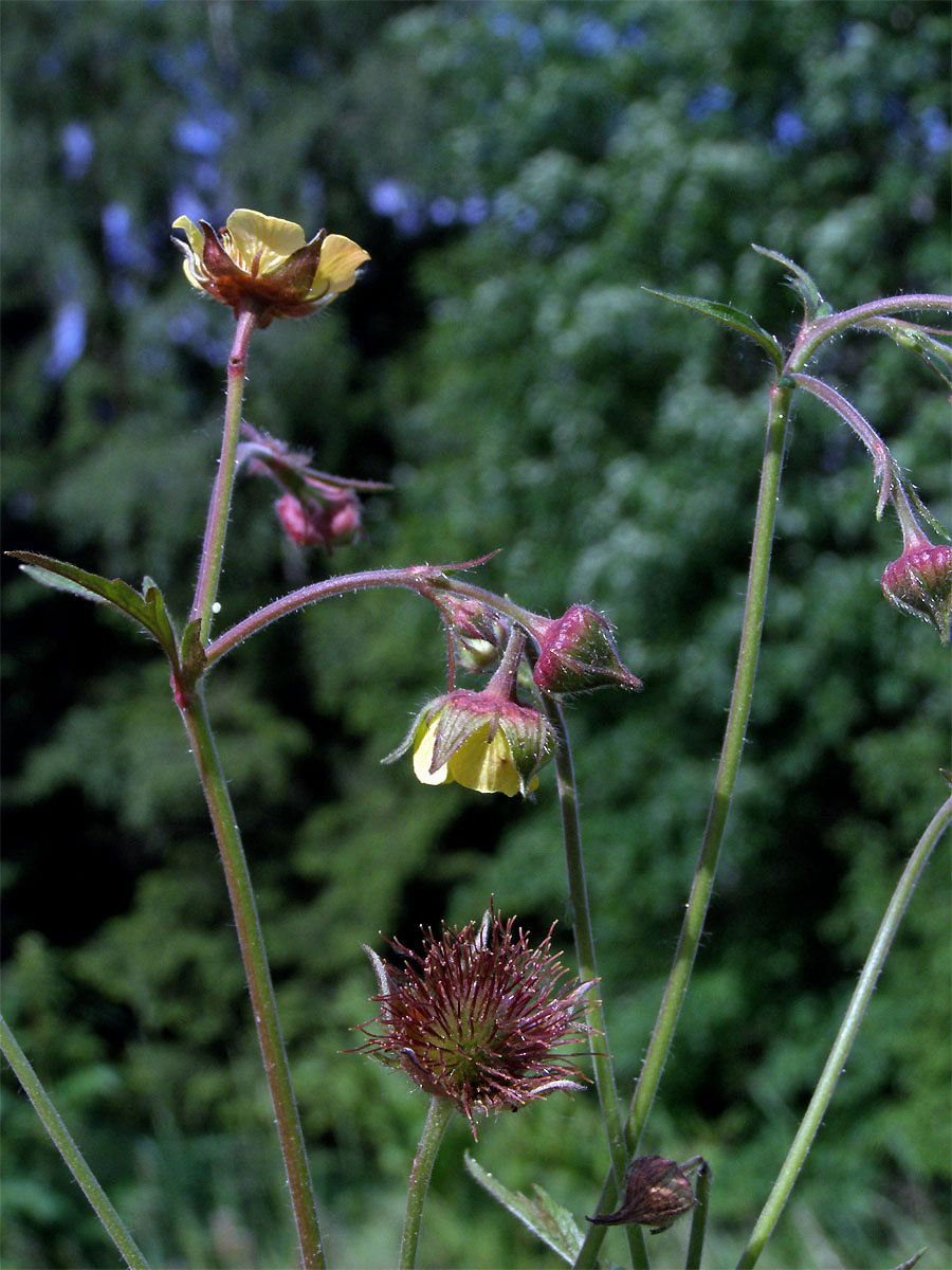 Kuklík potoční x městský (Geum rivale x urbanum, Geum x intermedium Ehrh.)