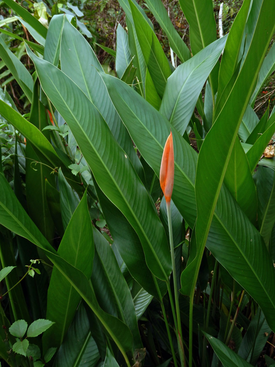 Helikonie (Heliconia psittacorum L. f.)