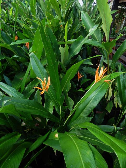 Helikonie (Heliconia psittacorum L. f.)