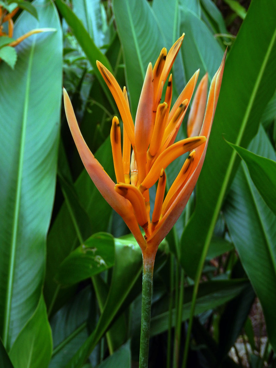 Helikonie (Heliconia psittacorum L. f.)