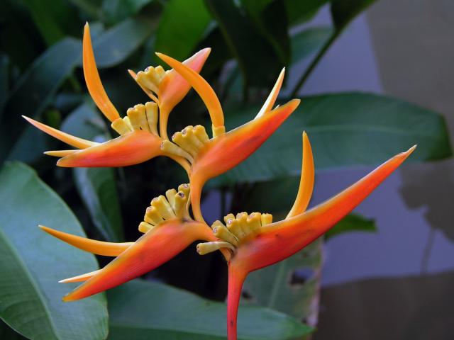 Helikonie (Heliconia psittacorum L. f.)