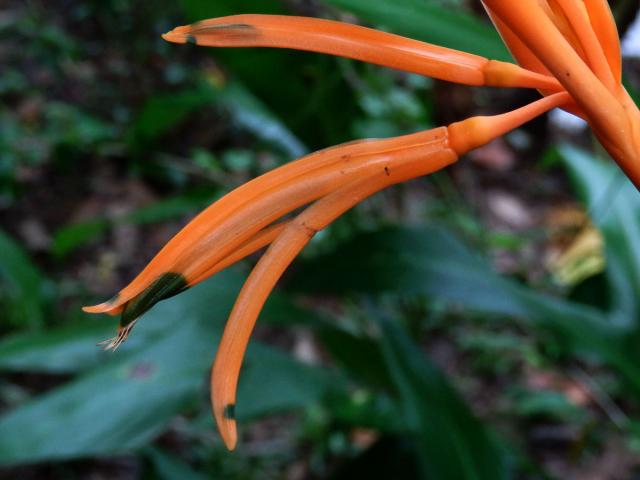 Helikonie (Heliconia psittacorum L. f.)