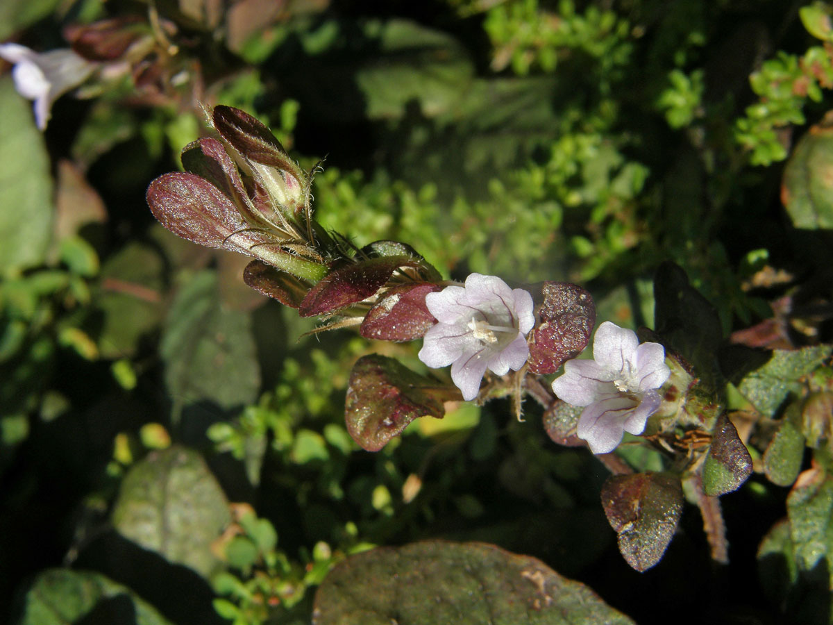 Hemigraphis reptans (G. Forst.) T. Anders. ex Hemsl