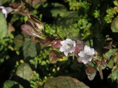 Hemigraphis reptans (G. Forst.) T. Anders. ex Hemsl  