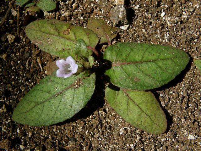 Hemigraphis reptans (G. Forst.) T. Anders. ex Hemsl