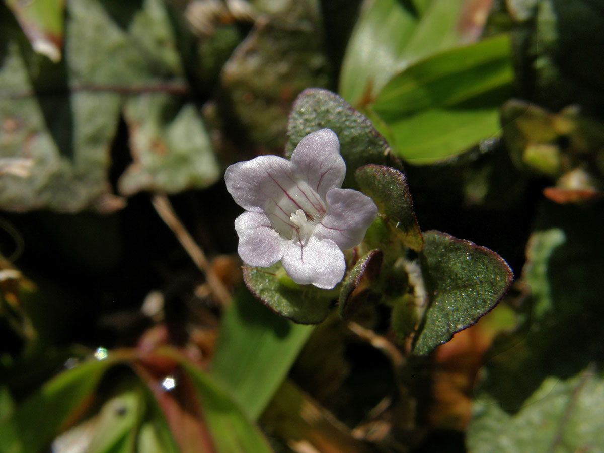 Hemigraphis reptans (G. Forst.) T. Anders. ex Hemsl