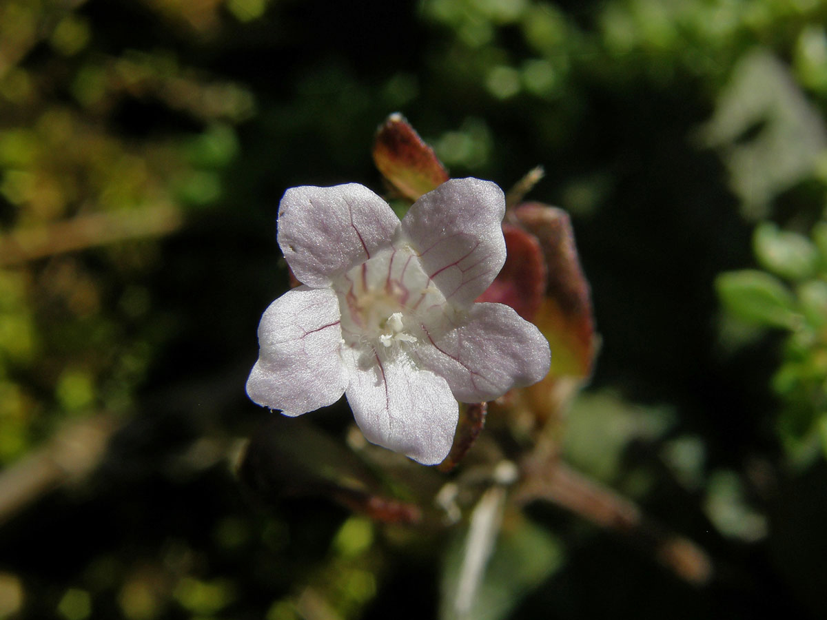 Hemigraphis reptans (G. Forst.) T. Anders. ex Hemsl