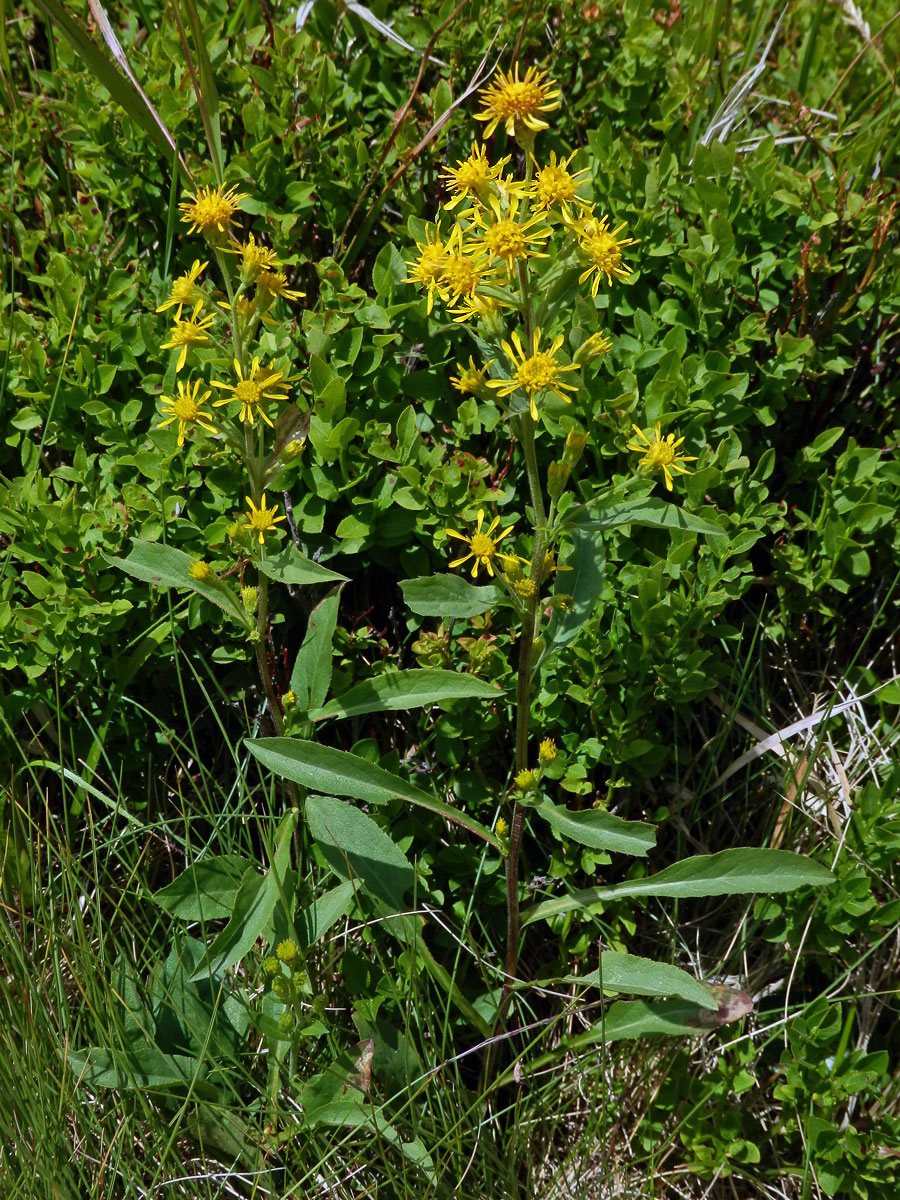 Zlatobýl obecný alpínský (Solidago virgaurea subsp. minuta (L.) Arcang.)