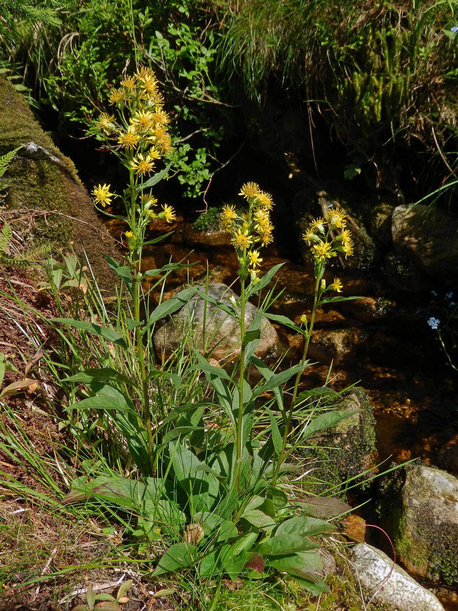 Zlatobýl obecný alpínský (Solidago virgaurea subsp. minuta (L.) Arcang.)