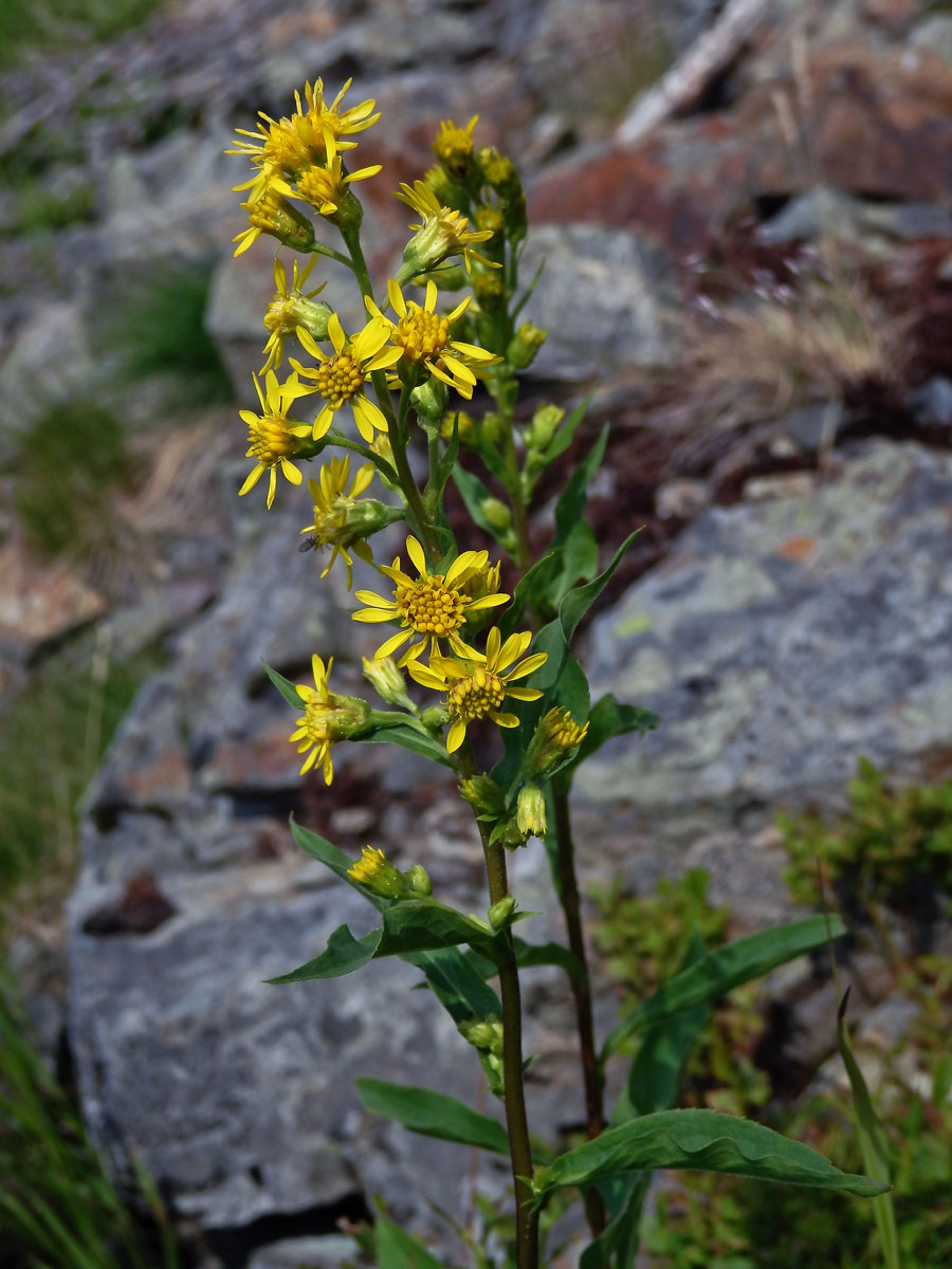 Zlatobýl obecný alpínský (Solidago virgaurea subsp. minuta (L.) Arcang.)