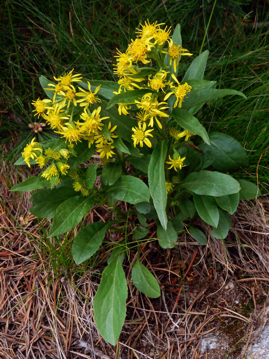 Zlatobýl obecný alpínský (Solidago virgaurea subsp. minuta (L.) Arcang.)