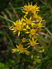 Zlatobýl obecný alpínský (Solidago virgaurea subsp. minuta (L.) Arcang.)