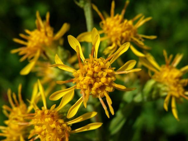 Zlatobýl obecný alpínský (Solidago virgaurea subsp. minuta (L.) Arcang.)