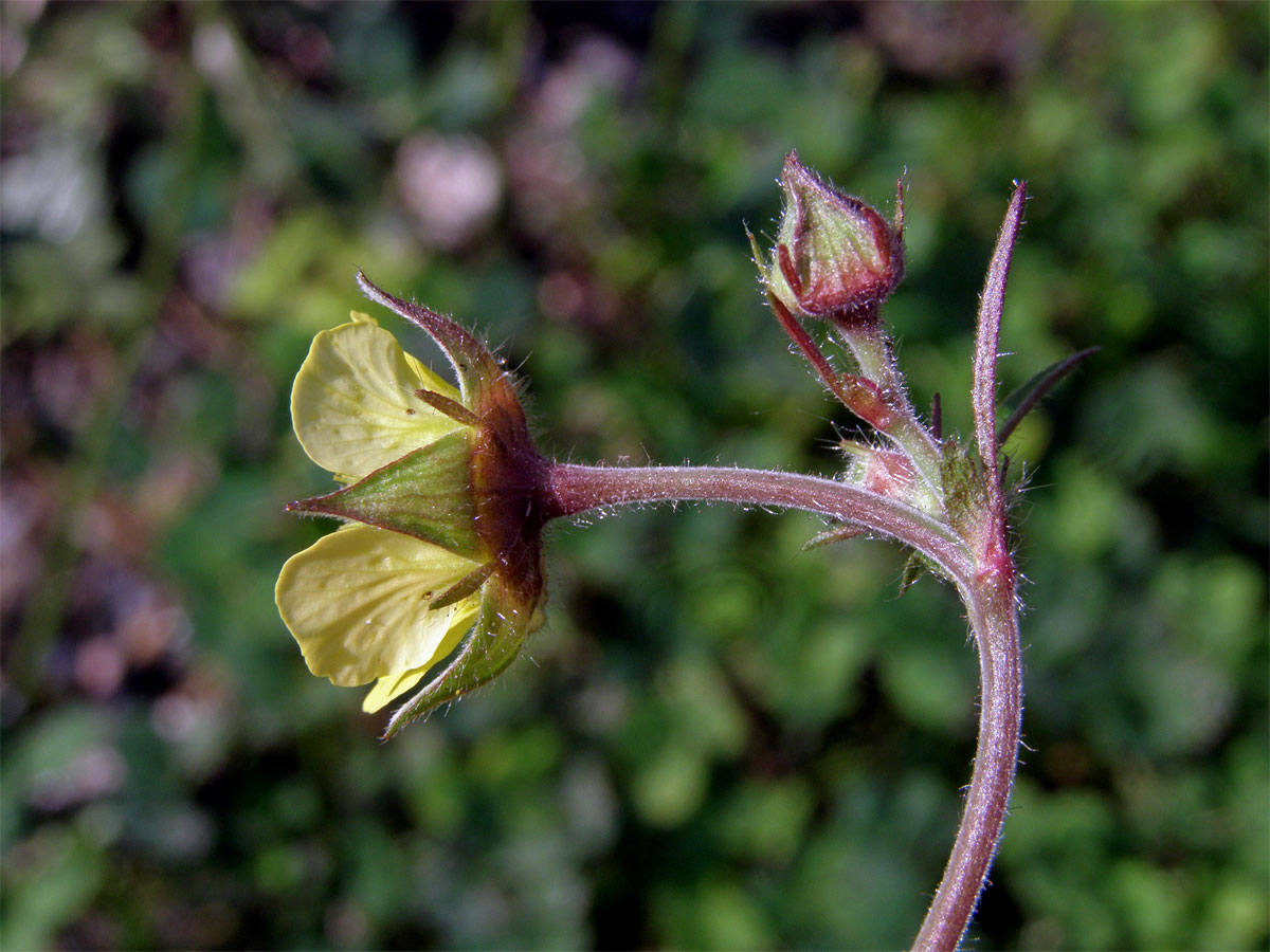 Kuklík potoční x městský (Geum rivale x urbanum, Geum x intermedium Ehrh.)