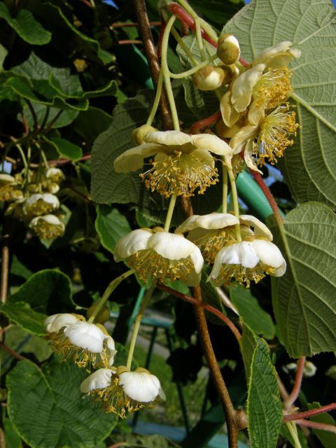 Aktinidie lahodná (Actinidia deliciosa (A. Chev.) C. F. Liang & A. R. Ferguson)