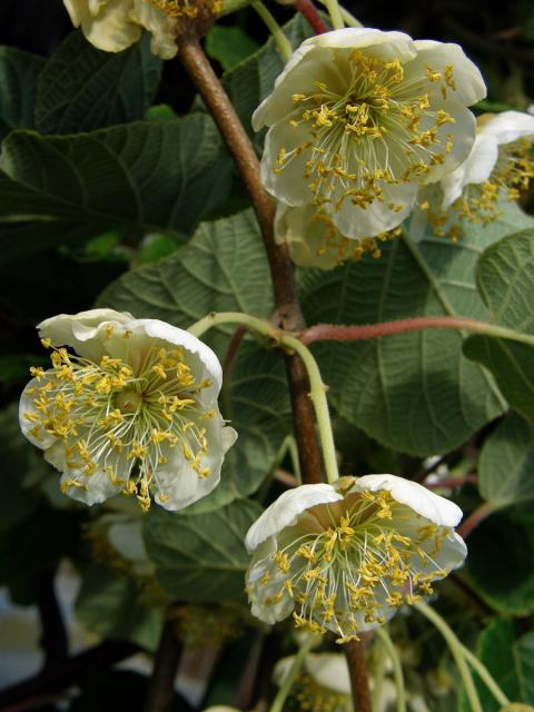 Aktinidie lahodná (Actinidia deliciosa (A. Chev.) C. F. Liang & A. R. Ferguson)