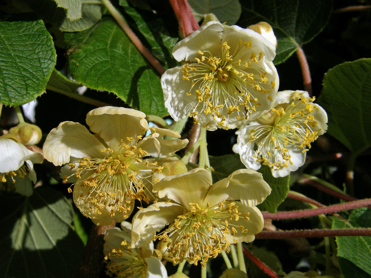 Aktinidie lahodná (Actinidia deliciosa (A. Chev.) C. F. Liang & A. R. Ferguson)