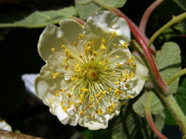 Aktinidie lahodná (Actinidia deliciosa (A. Chev.) C. F. Liang & A. R. Ferguson)