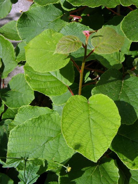 Aktinidie lahodná (Actinidia deliciosa (A. Chev.) C. F. Liang & A. R. Ferguson)