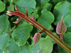 Aktinidie lahodná (Actinidia deliciosa (A. Chev.) C. F. Liang & A. R. Ferguson)