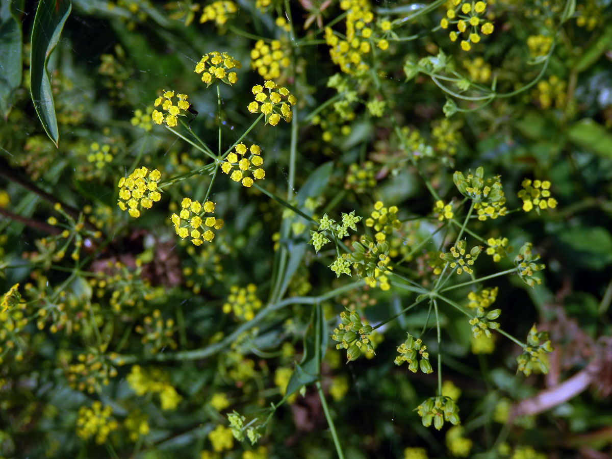 Prorostlík srpovitý (Bupleurum falcatum L.)