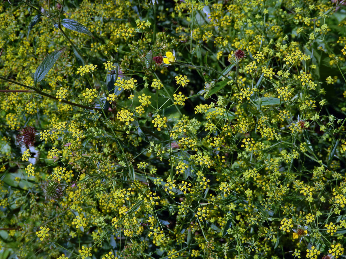 Prorostlík srpovitý (Bupleurum falcatum L.)