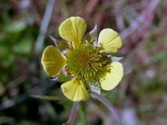 Kuklík potoční x městský (Geum rivale x urbanum, Geum x intermedium Ehrh.)