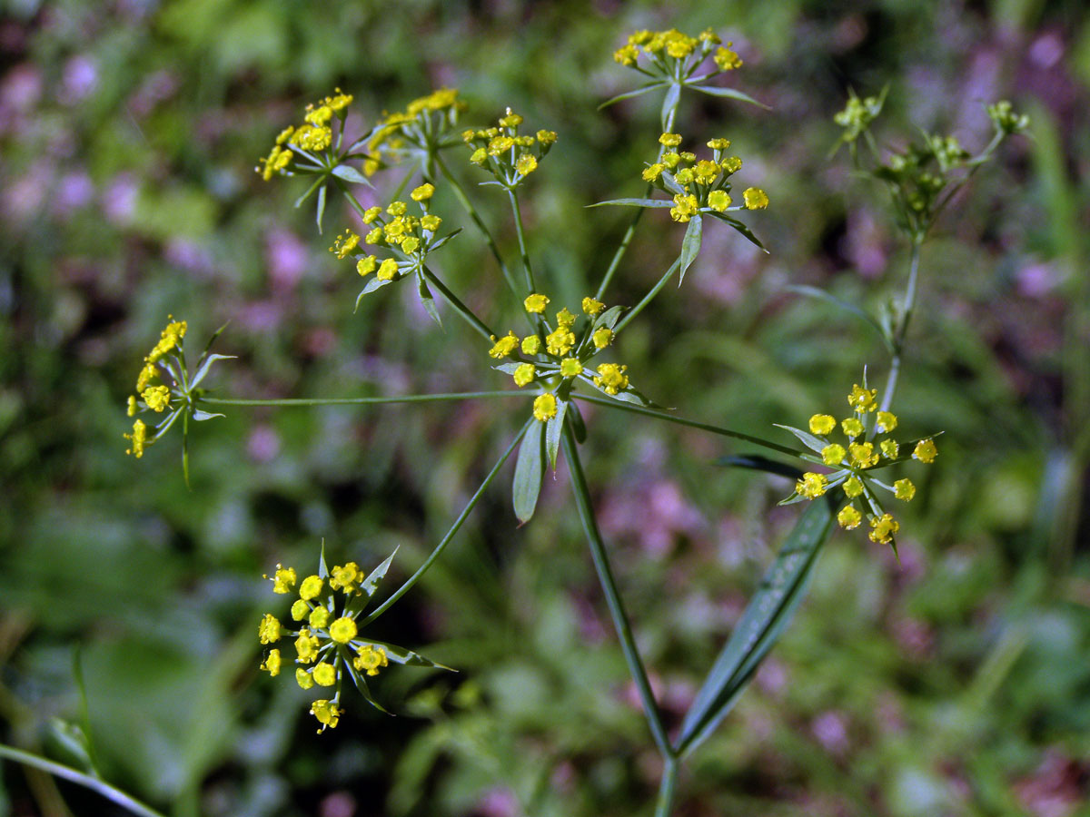 Prorostlík srpovitý (Bupleurum falcatum L.)