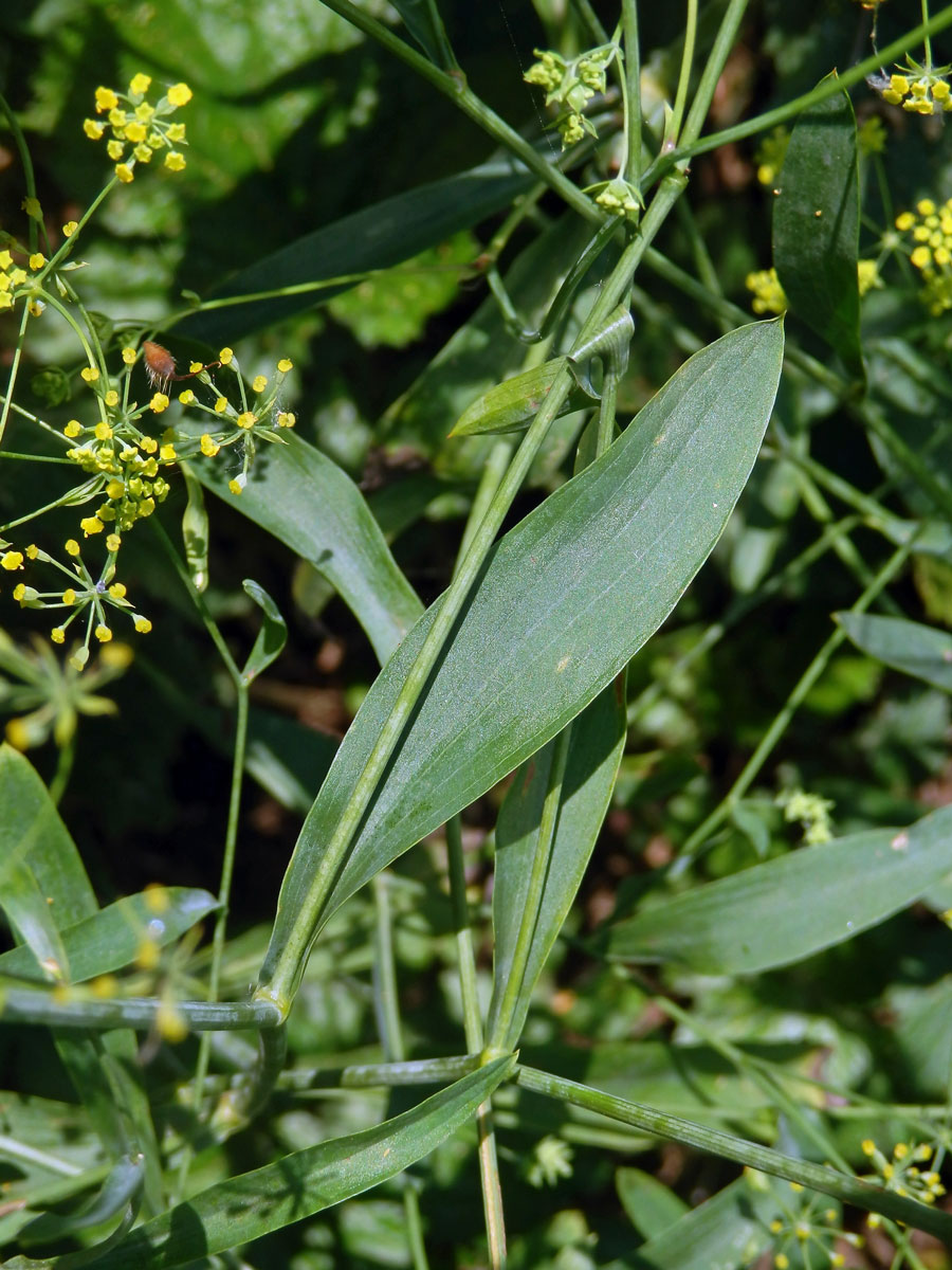 Prorostlík srpovitý (Bupleurum falcatum L.)