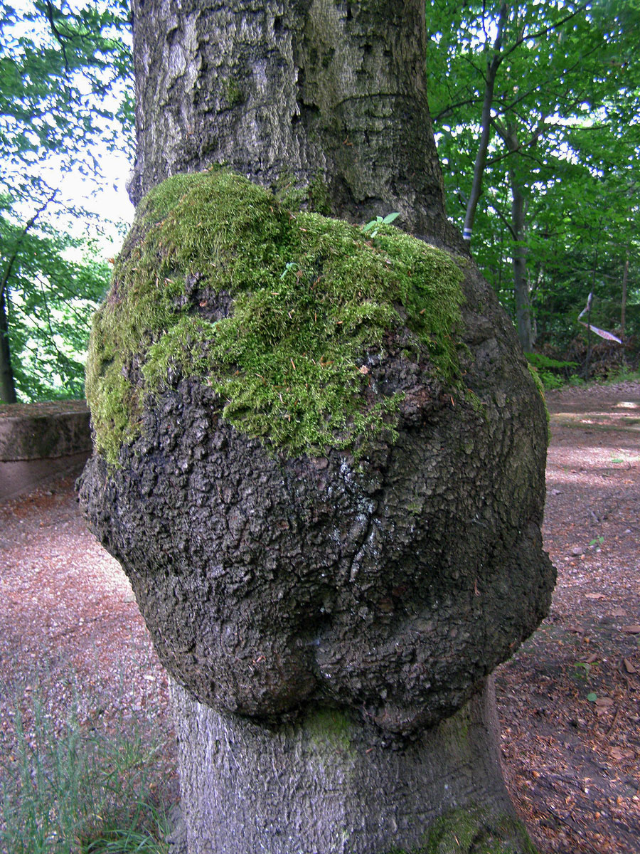 Nádor na buku lesním (Fagus sylvatica L.) (19)