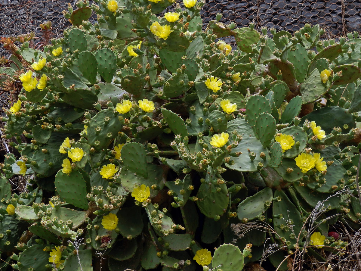 Opuncie (Opuntia stricta (Haw.) Haw.)