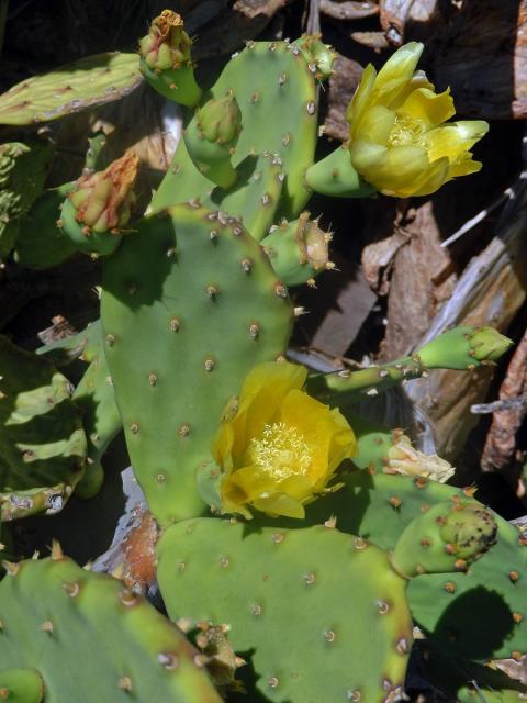 Opuncie (Opuntia stricta (Haw.) Haw.)