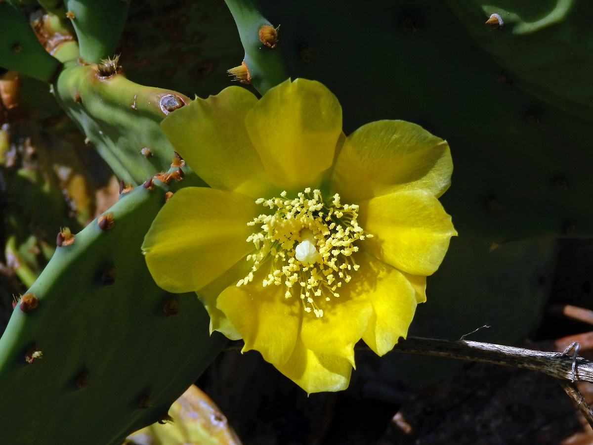 Opuncie (Opuntia stricta (Haw.) Haw.)