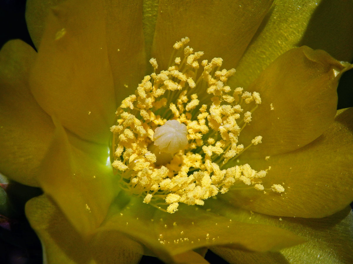 Opuncie (Opuntia stricta (Haw.) Haw.)