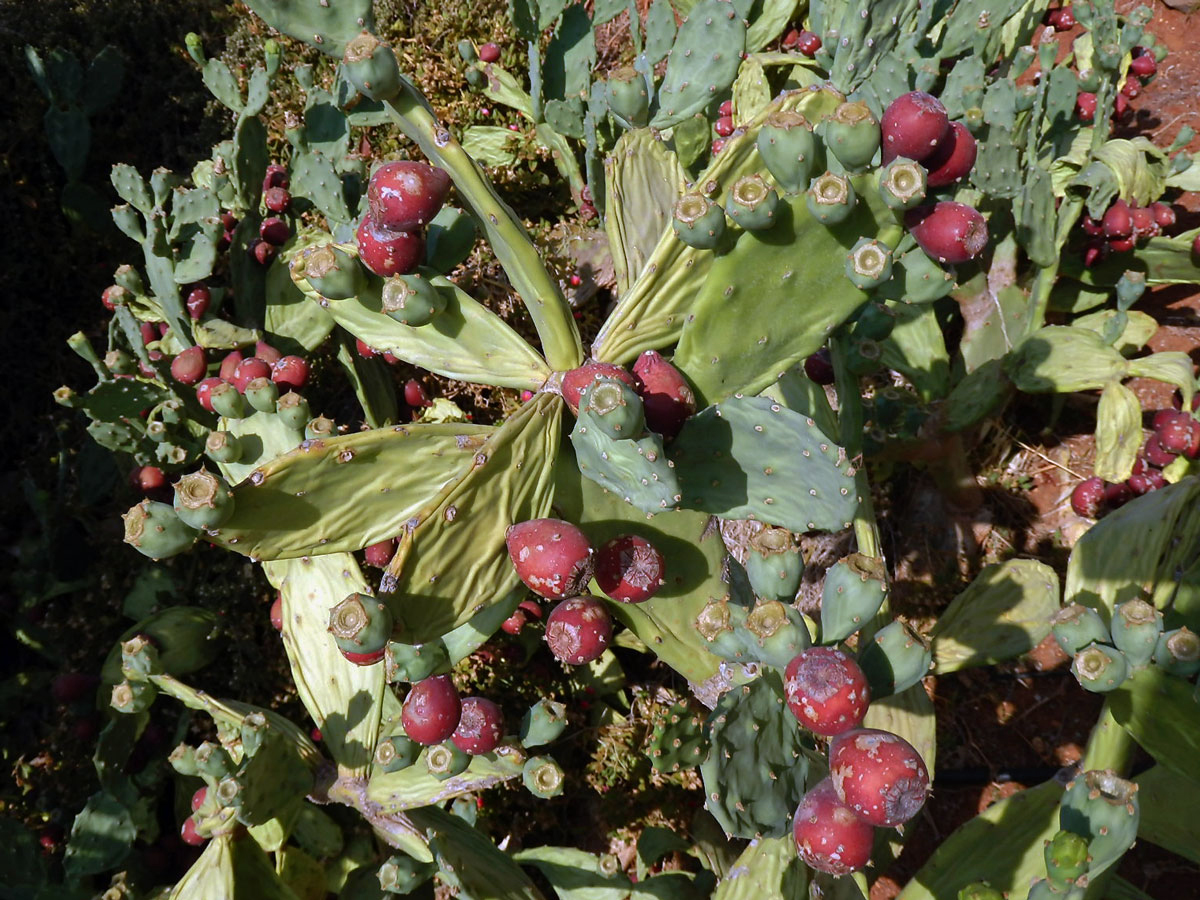 Opuncie (Opuntia stricta (Haw.) Haw.)