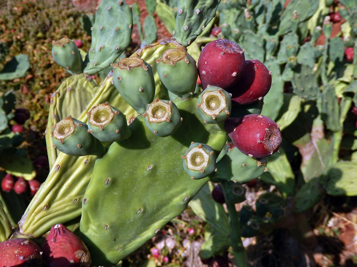 Opuncie (Opuntia stricta (Haw.) Haw.)