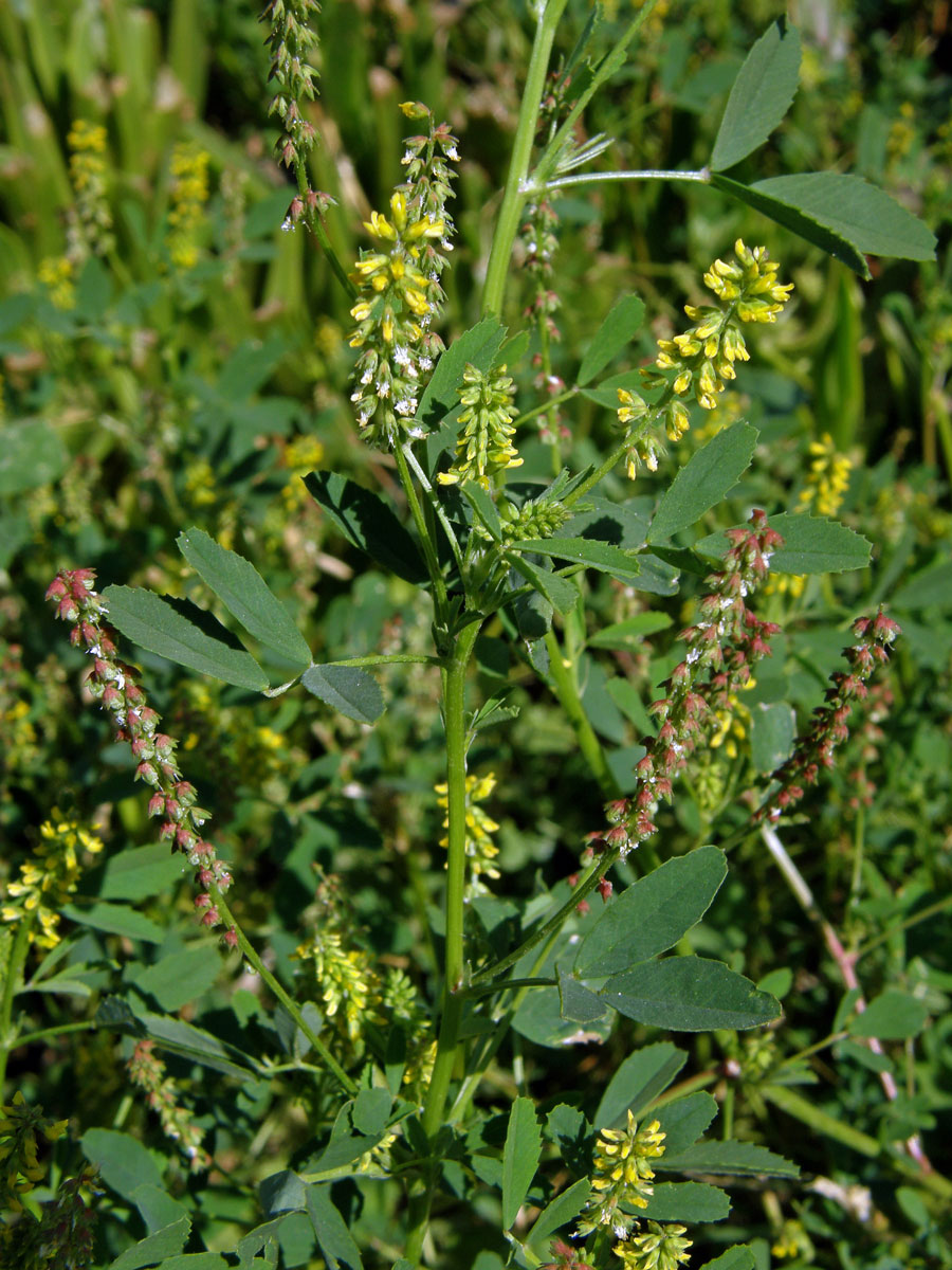 Komonice (Melilotus indicus (L.) All.)