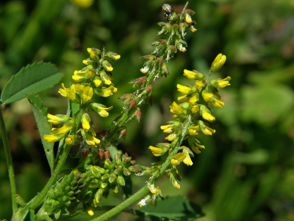 Komonice (Melilotus indicus (L.) All.)