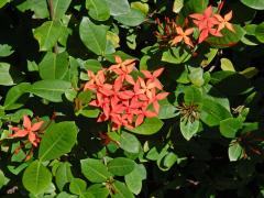 Ixora javanica (Blume) DC.